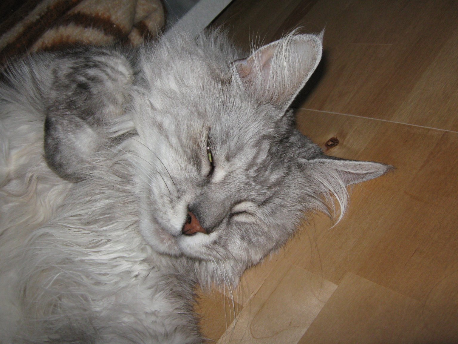 Tigger makes himself at home!