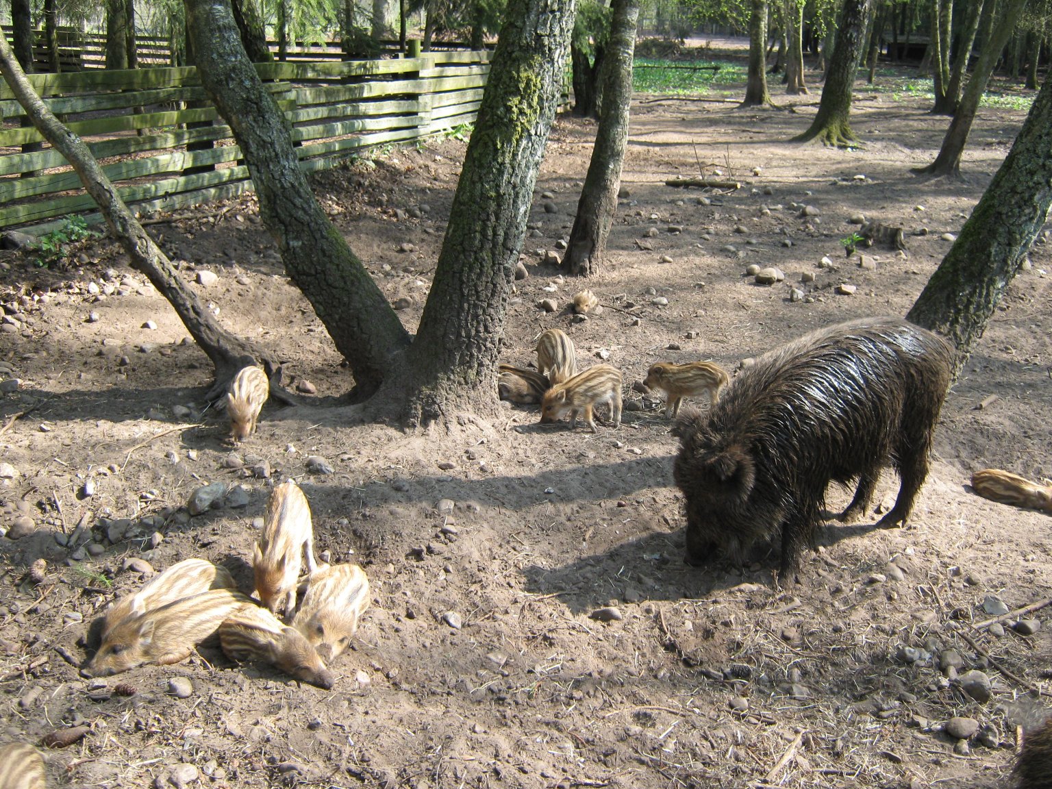 A family of wild boars