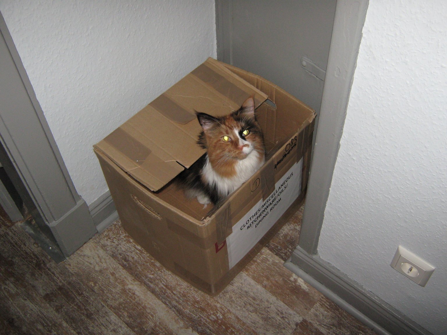 Tine has a penchant for empty boxes and bags