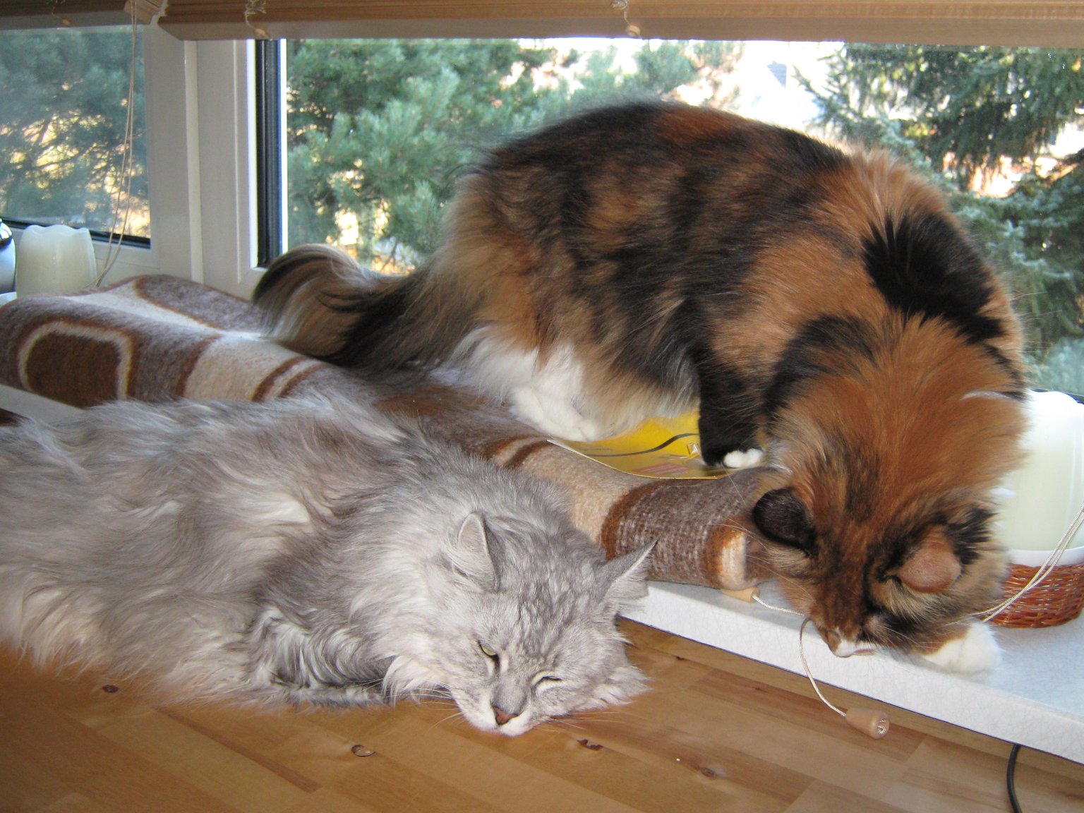 Tigger is somewhat underwhelmed by the new arrival