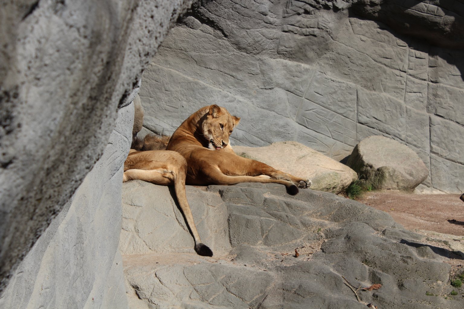The lions look well-fed – thank goodness!