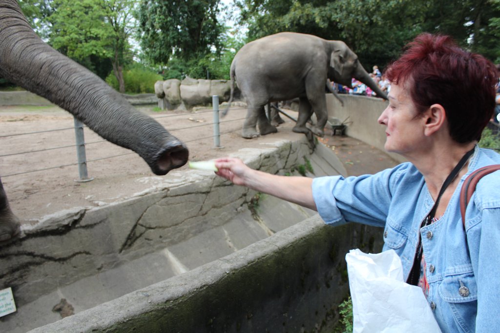 Gatti loves feeding the elephants